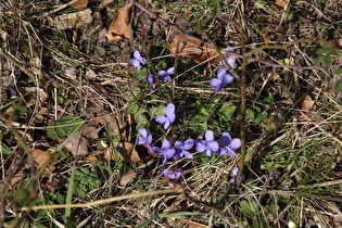 Duftveilchen (Viola odorata)