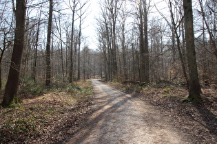 Deister oberhalb Wennigser Mark, dritter Anstieg der Tour