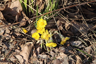 Huflattich (Tussilago farfara)