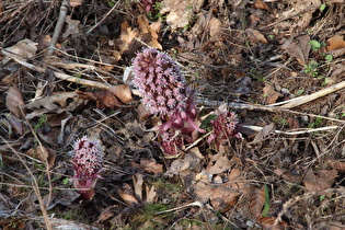 Gewöhnliche Pestwurz (Petasites hybridus)