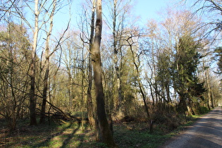 im Kananoher Forst, Blick nach Nordosten