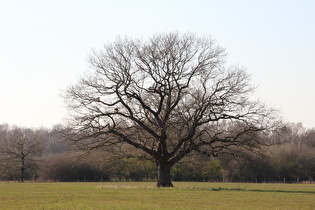 Zoom auf einen frei stehenden Laubbaum