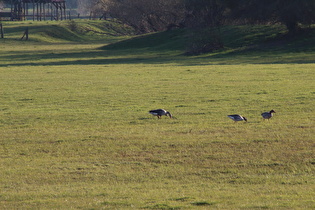 Graugänse (Anser anser) an Land …