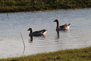 … und auf dem Wasser