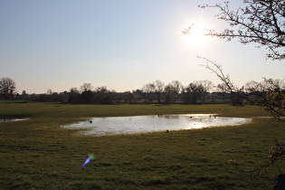 tierischer Badespaß in der Leinemasch, im Hintergrund Letter