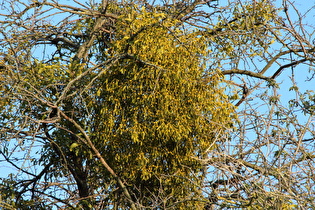Zoom auf eine Weißbeerige Mistel (Viscum album)