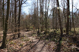 Singletrail am Nordhang des Benther Berges, Blick bergauf …