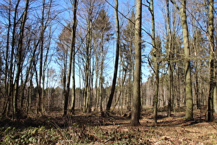 Reste von Fichtenwald am Osthang