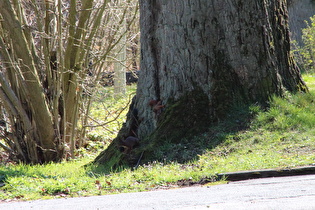 Eichhörnchen (Sciurus vulgaris)