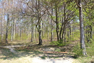 Gehrdener Berg, westlich des Kamms, Blick nach Osten, …