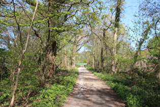 im Velberholz, Blick nach Norden