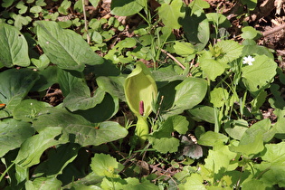 Gefleckter Aronstab (Arum maculatum)