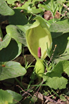 Zoom auf die Blüte