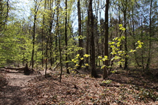 Single Trail am Nordhang des Benther Berges