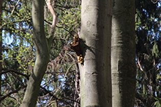 Zoom auf eine mit Pilzen befallene Buche