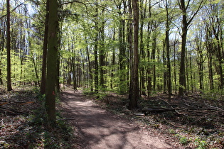 im ersten Anstieg der Tour, Blick bergauf