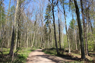 Benther Berg, Kammweg, Blick nach Nordosten, …