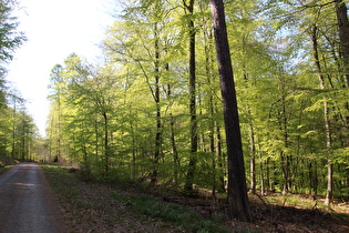 im Deister zwischen Wenniger Mark und Hohe Warte, Blick bergauf