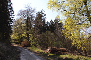 noch weiter oben, Blick bergauf …