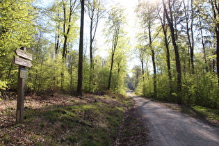 Steilstück voraus – und nochmal Laubwald