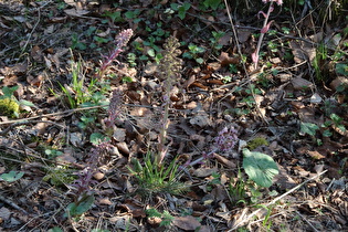 Gewöhnliche Pestwurz (Petasites hybridus)