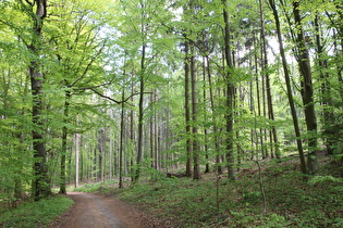 Benther Berg, Nordhang, erster Anstieg der Tour, Blick bergauf …