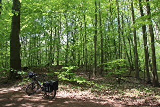 erster Sattelpunkt der Tour auf dem Benther Berg