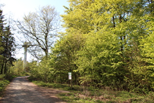 Kammweg zwischen Müllers Höh und Bröhn, Blick zum Annaturm auf der Bröhn