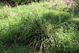 Hänge-Segge (Carex pendula)