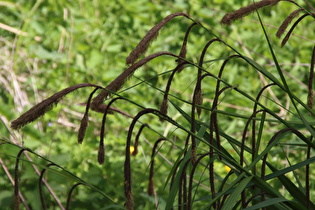 Zoom auf die Blüten