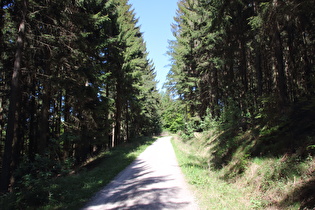 Fichtenwald oberhalb der Wasserräder