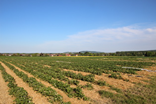 etwas weiter, Blick über Wennigsen zum Süllberg …