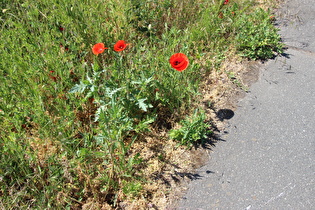 Klatschmohn (Papaver rhoeas)