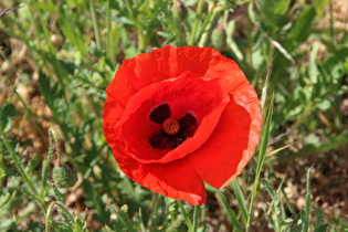 Zoom auf eine Blüte