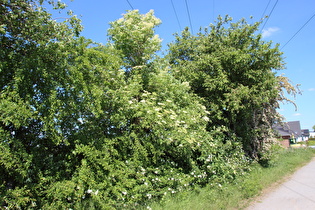 Hecke am Südrand von Velber