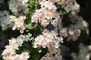 Weißdorn (Crataegus), Blüten