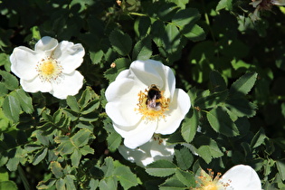 die selbe Blüte mit Dunkler Erdhummel (Bombus terrestris) darauf