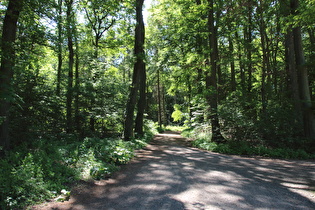 Benther Berg, Nordhang, erster Anstieg der Tour