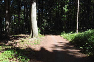 erste Dürreschäden im Wald