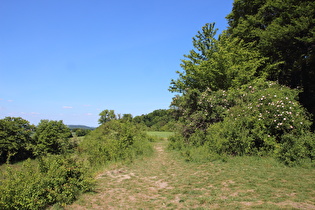 Gehrdener Berg, oberhalb der Mergelkuhle, Blick nach Norden