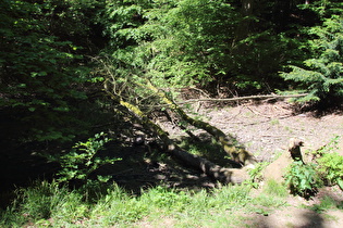 ein eigentlich vom Bruchbach durchflossener, trocken gefallener Teich