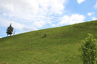 eine Bergwiese bei Altenau