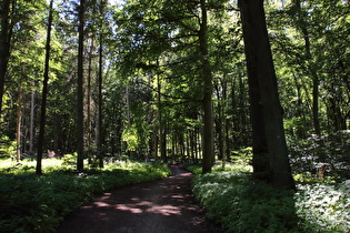 Benther Berg, Nordhang, erster Anstieg der Tour