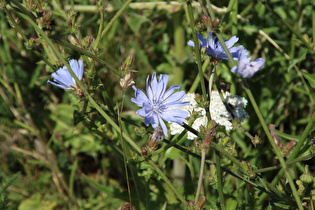 Zoom auf eine Blüte