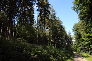 weiter oben, Blick bergauf