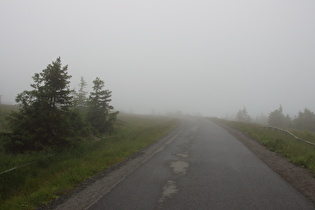 montane Baumgrenze im Nebel, …