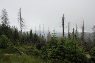 Blick vom nun nebelfreien Brockenbett zum wolkenverhangenen Wurmberg …