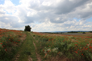 etwas weiter, Blick nach Nordwesten zum Harz