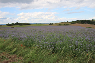 Feld mit Rainfarn-Phazelie (Phacelia tanacetifolia)