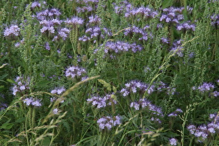 Zoom auf die Blüten